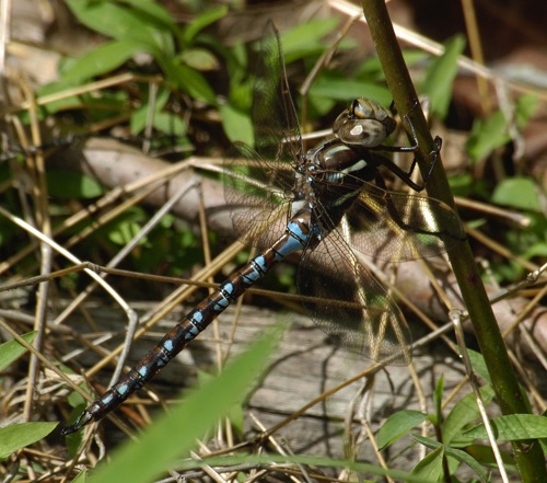Male
1 May 2005  Chattooga